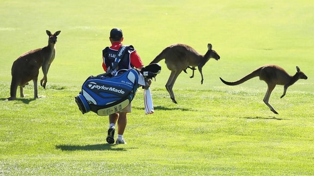 Peter Lawrie's caddy avoids the moving hazards at the Lake Karrinyup course
