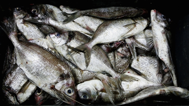 The legislation governing fishing in Ireland was described as 'complex and highly technical' The legislation governing fishing in Ireland was described as 'complex and highly technical'
