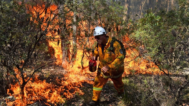 A firefighter lights a back burn near Mount Victoria in the Blue Mountains