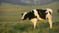 Prevention of farm accidents a key priority - HSA Prevention of farm accidents a key priority - HSA