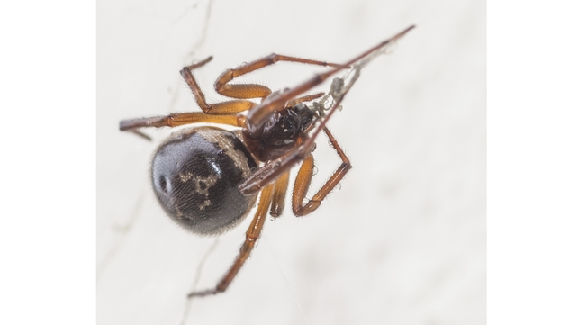 The spiders' bite can cause swelling or fever The spiders' bite can cause swelling or fever