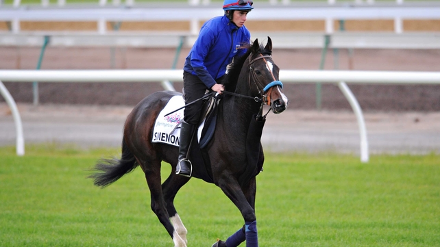 Simenon engaged in a mile-and-three-quarters gallop yesterday morning