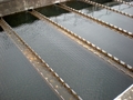 Dublin's water is too clean