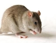 A Rat's Tale