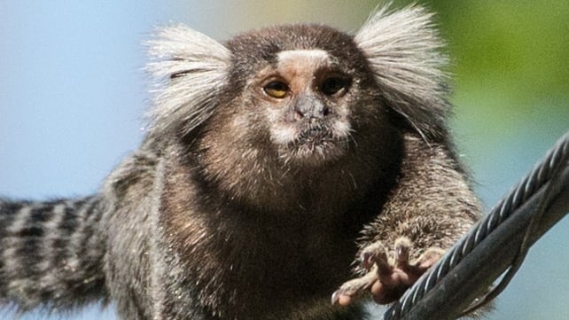 Marmoset, similar to the one pictured, was found in a cage in Paul Murtagh's car Marmoset, similar to the one pictured, was found in a cage in Paul Murtagh's car