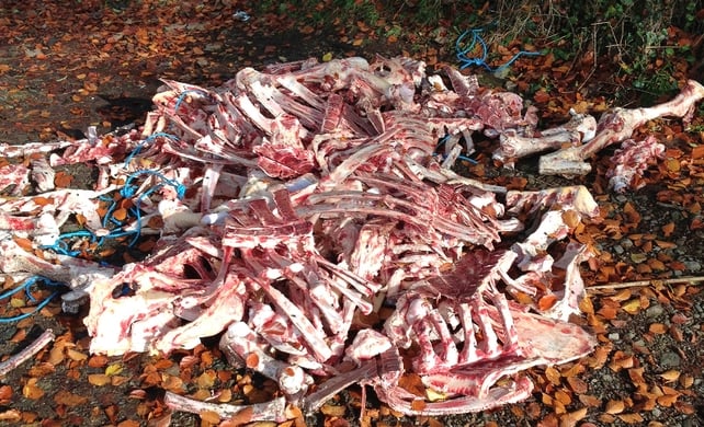 The six adult cattle carcasses were found near Ravensdale Forest earlier today The six adult cattle carcasses were found near Ravensdale Forest earlier today