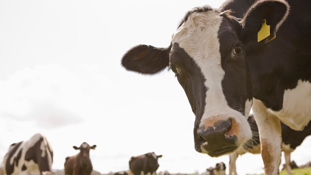 TLT International has been given hundreds of thousands of euro in credit at marts across Ireland TLT International has been given hundreds of thousands of euro in credit at marts across Ireland