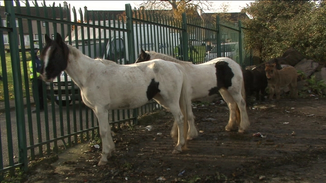 More than 3,000 horses have been impounded throughout the country this year More than 3,000 horses have been impounded throughout the country this year