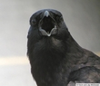 Revenge of The Crows