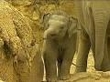 Elephants at Dublin Zoo