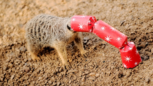 A meerkat gets its head stuck in cracker at London Zoo A meerkat gets its head stuck in cracker at London Zoo