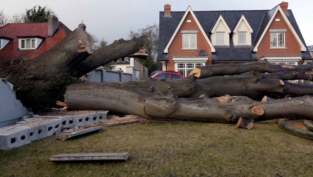 A tree which crashed through a neighbouring wall on the Howth Road in Dublin (Pic: Photocall/Laura Hutton) A tree which crashed through a neighbouring wall on the Howth Road in Dublin (Pic: Photocall/Laura Hutton)