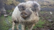 Mangalitza Pigs