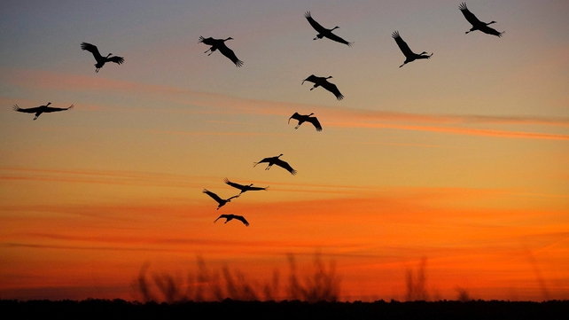 Birds make the best of subtle effects of air turbulence, researchers discovered Birds make the best of subtle effects of air turbulence, researchers discovered