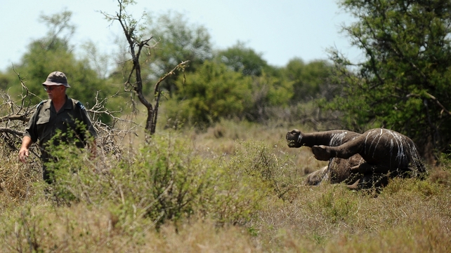 Kobus De Wet, an environmental crime investigator, walks past the carcass of a three-day-old rhinoceros killed by poachers at Houtboschrand in the southern part of Kruger National Park Kobus De Wet, an environmental crime investigator, walks past the carcass of a three-day-old rhinoceros killed by poachers at Houtboschrand in the southern part of Kruger National Park