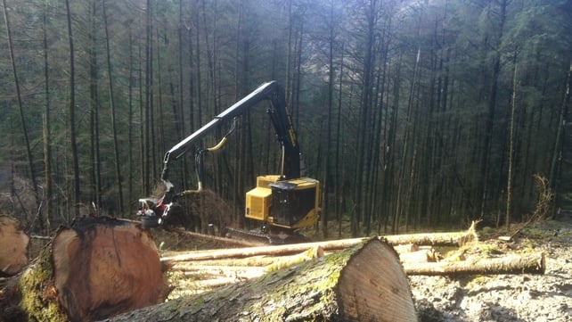 Gougane Barra will be closed for six months to try to curb the spread of Phytophthora ramorum Gougane Barra will be closed for six months to try to curb the spread of Phytophthora ramorum