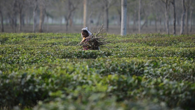 An Indian tribal resident collects dry tea bushes to be used for firewood at the Dagapur tea garden on the outskirts of Siliguri in the eastern state of West Bengal An Indian tribal resident collects dry tea bushes to be used for firewood at the Dagapur tea garden on the outskirts of Siliguri in the eastern state of West Bengal
