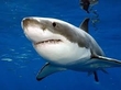 Great White Sharks
