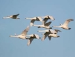 Training Trumpeter Swans