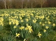 Daffodils are Flowering in January