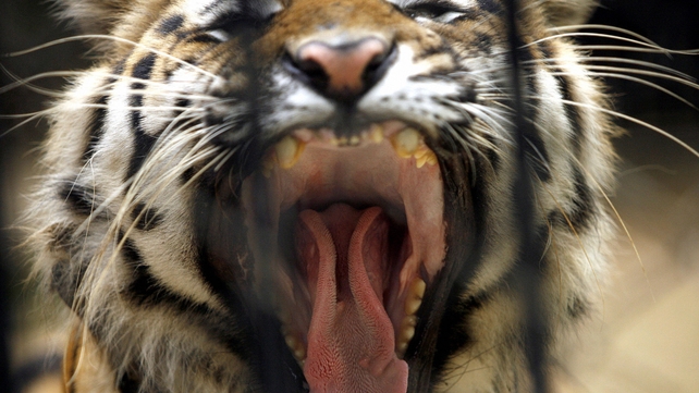 India has seen its tiger population plummet from an estimated 40,000 in 1947 to around 1,700 now India has seen its tiger population plummet from an estimated 40,000 in 1947 to around 1,700 now