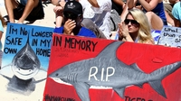 Thousands rally in Australia over shark cull Thousands rally in Australia over shark cull