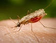 Malaria Museum