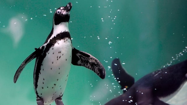 Humboldt penguins are threatened with extinction in Peru and Chile Humboldt penguins are threatened with extinction in Peru and Chile