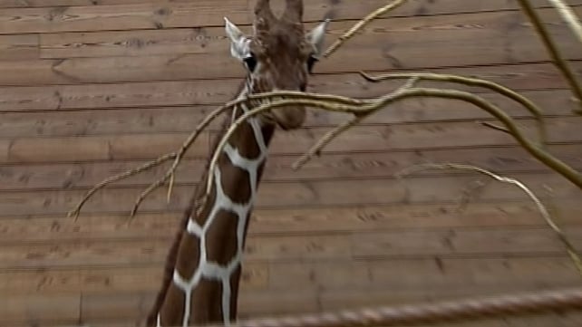 Marius the giraffe was put down after campaign to save him failed Marius the giraffe was put down after campaign to save him failed