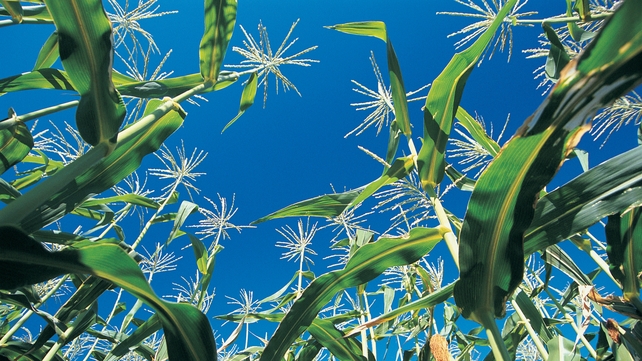 The minister's vote clears the way for the bloc's executive arm to approve the crop automatically The minister's vote clears the way for the bloc's executive arm to approve the crop automatically
