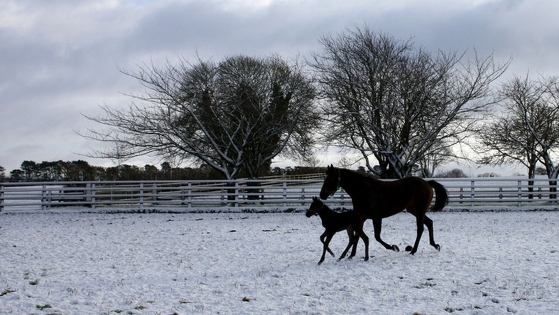 Horses testing the firm ground at the Irish National Stud, Co Kildare