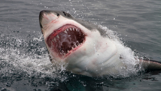 Great white sharks are a protected species Great white sharks are a protected species