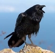 Raven Love