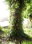 Does Ivy Damage a Tree