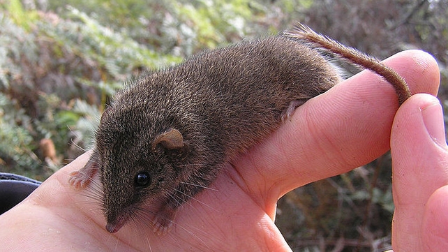 The Black-Tailed Antechinus is a cousin of the Agile Antechinus (pictured) The Black-Tailed Antechinus is a cousin of the Agile Antechinus (pictured)