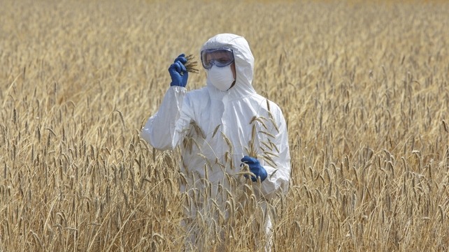 Environmentalists worry that the changes will end up increasing the amount of GMO crops being grown in Europe Environmentalists worry that the changes will end up increasing the amount of GMO crops being grown in Europe