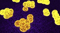 New antibiotic may not induce drug resistance New antibiotic may not induce drug resistance