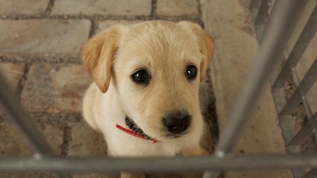 New penalties for convictions include powers granted to a judge to ban a person from owning an animal New penalties for convictions include powers granted to a judge to ban a person from owning an animal