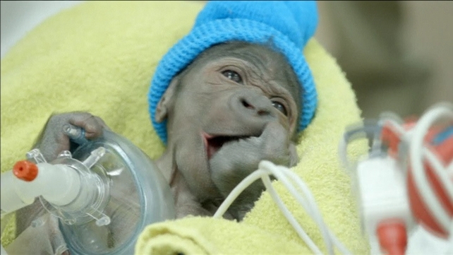 The baby girl was born weighing four pounds, six ounces The baby girl was born weighing four pounds, six ounces