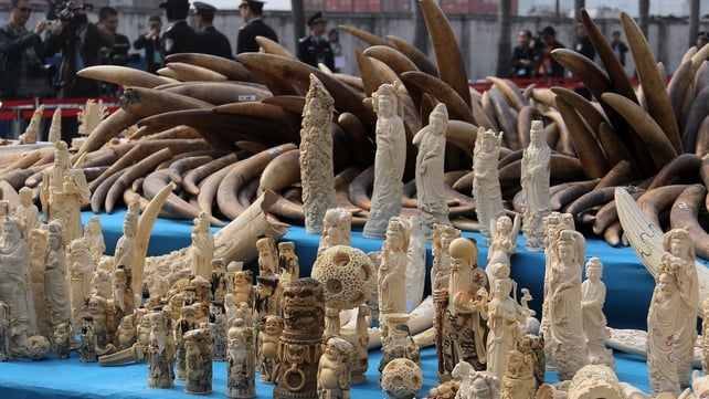 Ivory is displayed before being crushed during a public event in south China's Guangdong province Ivory is displayed before being crushed during a public event in south China's Guangdong province