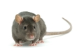 Beer For Rats