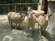 Farmers - Donate your Sheep