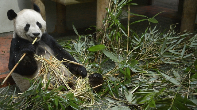 Yang Guang, the male Panda at Edinburgh Zoo, eats bamboo inside his enclosure Yang Guang, the male Panda at Edinburgh Zoo, eats bamboo inside his enclosure