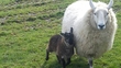 Breandán Seoighe , Cumann na bhFeirmeoirí IFA , Conamara.