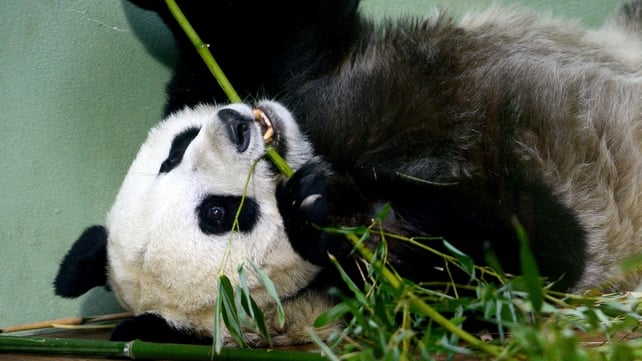 Tian Tian has been artificially inseminated Tian Tian has been artificially inseminated