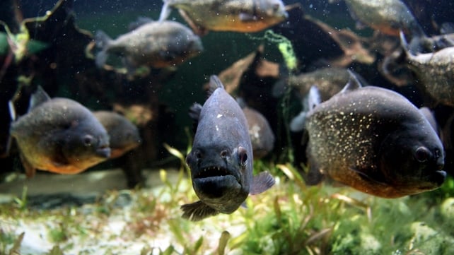 Piranhas are carnivorous and are native to the Amazon basin Piranhas are carnivorous and are native to the Amazon basin