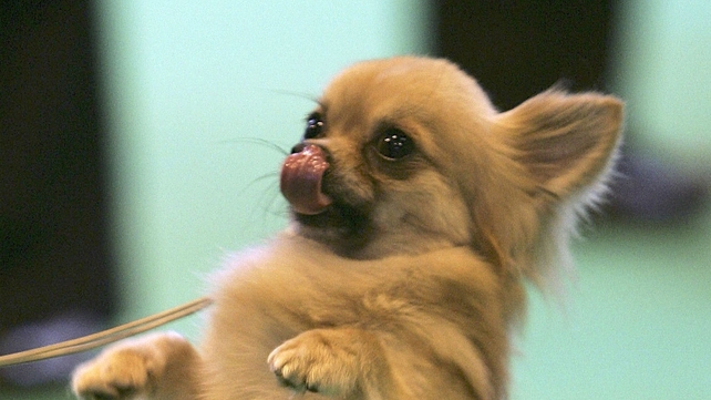 The dogs' owner fears they may come to harm The dogs' owner fears they may come to harm