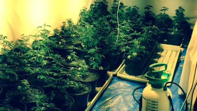 Gardaí discovered cannabis plants and two firearms during a search of a house in the Mountbellew area Gardaí discovered cannabis plants and two firearms during a search of a house in the Mountbellew area