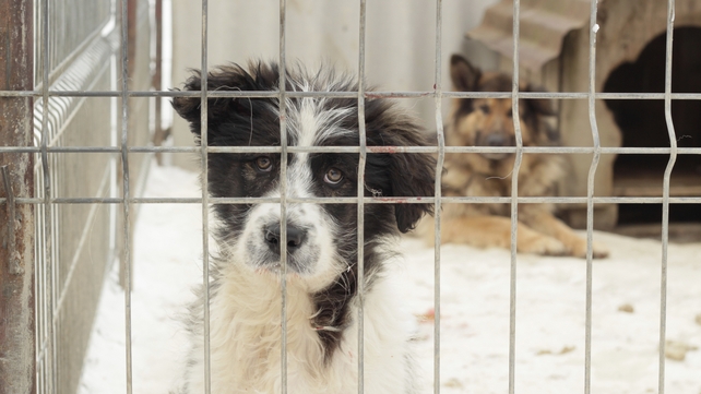Ten dogs a day and over 3,500 dogs a year are still being put down in Irish pounds Ten dogs a day and over 3,500 dogs a year are still being put down in Irish pounds