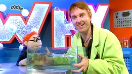 The Why Guy